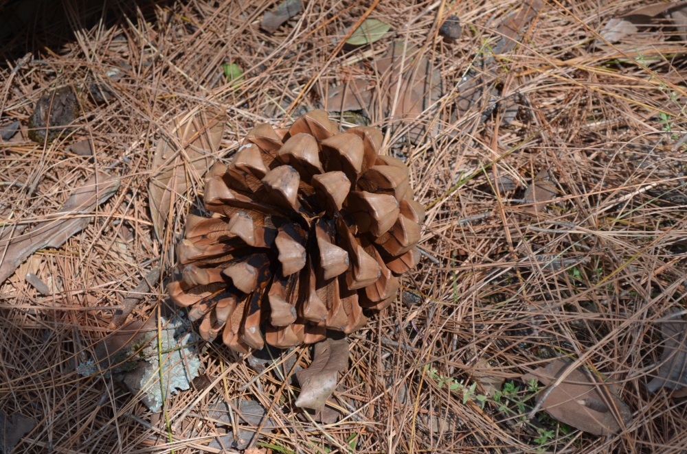 A Pine Cone 